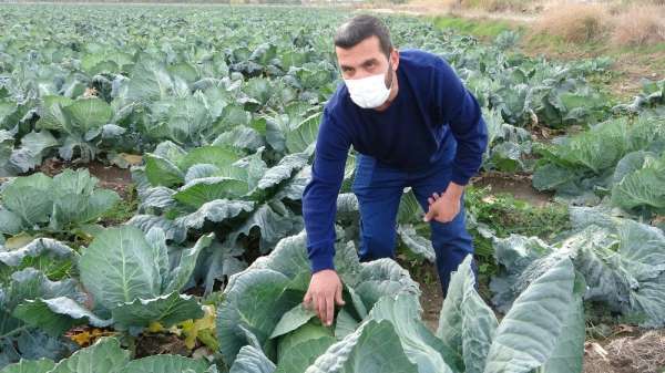 Bağışıklık sistemini güçlendiren lahanaya ilgi arttı