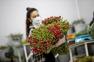 Çiçekçilerde yoğun mesai: 22 ülkeye 70 milyon dal çiçek gönderildi