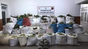 Diyarbakır’da Bir Yılda 55 Ton Esrar Ele Geçirildi