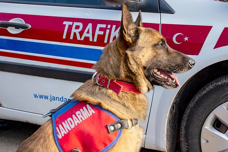 Jandarma Köpek Timleri