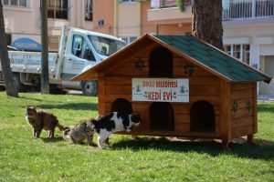 İzmir Dikili Belediyesi can dostlarımızı kedi evleri ile buluşturuyor