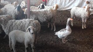 Beslediği kaz, hayvanlarına çoban oldu