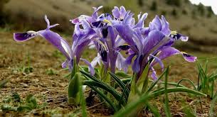Baharın müjdecisi kabul edilen bayram: Nevruz