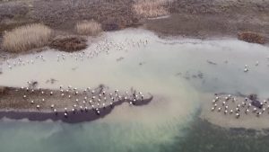 Göç yolunda Pelitözü molası