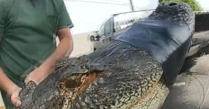 Apartman otoparkında 3 metrelik timsah yakalandı