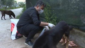 Tiyatro sanatçısı kazandığı parayla hayvanları besliyor