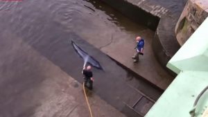 Londra’da 4 saatlik balina kurtarma operasyonu