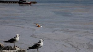 Yunanistan’da ‘Deniz Salyası’ Alarmı