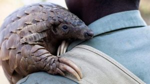 50 bilim insanından iklim ve kriz uyarısı: Fosil yakıtları sonlandırmak yeterli değil