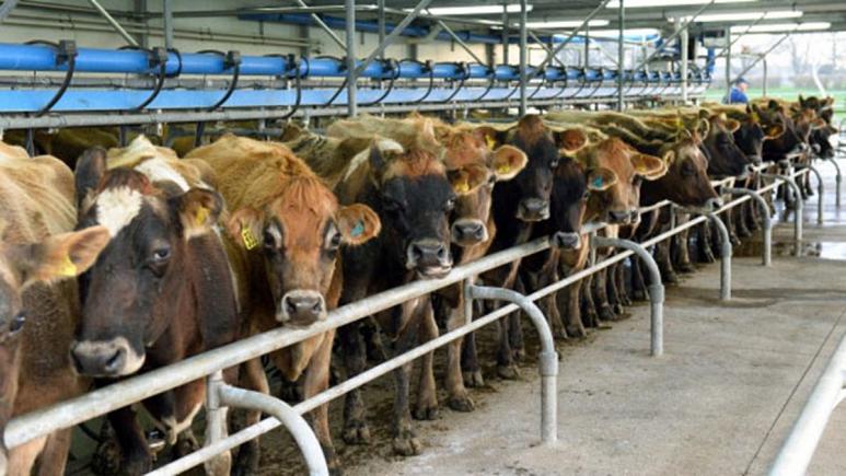Araştırma: İklim krizi et tüketimini azaltmaya zorluyor; peki vegan olmak şart mı?