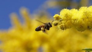 İngiltere’yi katil arılar sardı, doğanın dengesi değişebilir