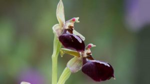 Sadece Şuşa’da yetişen Har-ı Bülbül çiçeği efsanesi! Har-ı Bülbül çiçeği nedir?