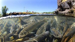 Van Gölü’nde 5 ton 450 kilogram inci kefali ele geçirildi