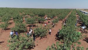 Barak Ovası canlanacak