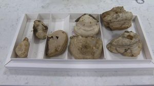 Trakya Üniversitesi’nden kanamaları hızla durduran yeni formül