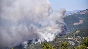 OGM Genel Müdürü: Orman içinde mangal yakmayın