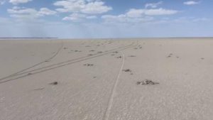 Tuz Gölü’nde yüzlerce flamingo ölü bulundu