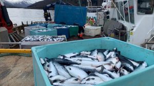 Norveç’te klor sızıntısı: 100 bin somon öldü