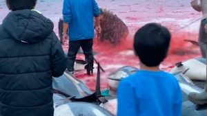 Danimarka’da bin 500 balina ve yunus katledildi