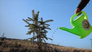 Bu yıl sonuna kadar 252 milyon fidan dikilecek