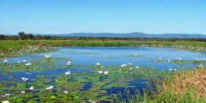 Türkiye’deki mevcut doğal göller ve sulak alanlar tehlike çanları çalıyor