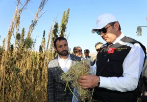Sivas’ta kenevirde İlk Hasat Yapıldı