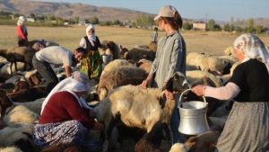 Muş‘un 3,5 milyon dönüm mera ve 800 bin dönüm çayırı bulunuyor