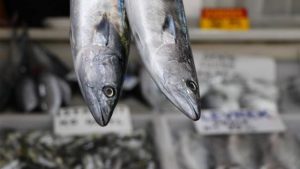 Karadeniz’de palamut avı başladı