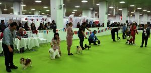 Hayvanseverler müjde, Petzoo Eurasia başlıyor!