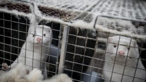 Finlandiya vizonları koronavirüse karşı aşılayacak