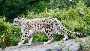 Üç Kar Leoparı Covid-19 Nedeniyle Öldü