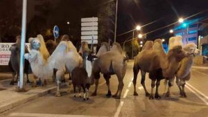 Develer sirkten kaçıp Madrid sokaklarına daldı