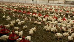 Fransa’da kuş gribi alarmı