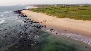 Pandemi nedeniyle sessiz kalan plajlar nesli tükenmekte olan kaplumbağalara umut oldu