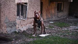 Alman şirketinden araştırma: Yılda 35 bin kişi köpek saldırılarında ölüyor