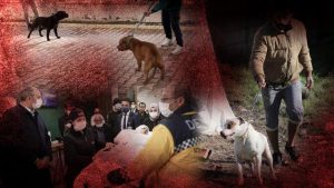 Yanlış yetiştirilme yöntemleri pitbull’ları saldırgan yapıyor