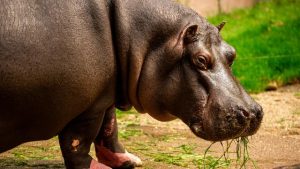 İlk kez su aygırlarında COVID-19 görüldü