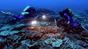 Tahiti açıklarında bozulmamış mercan resifi keşfedildi
