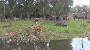 İzmir Doğal Yaşam Parkı’ndaki hayvanlara kışa özel bakım