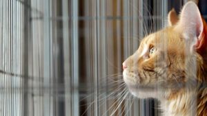 Norveç’te bir kedi sahibinin kanser olduğunu hissetti