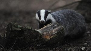 Yiyecek arayan porsuk Roma hazinesini ortaya çıkardı