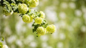 Üçüncü cemre hangi tarihte düşecek? Cemre toprağa ne zaman düşer 2022?