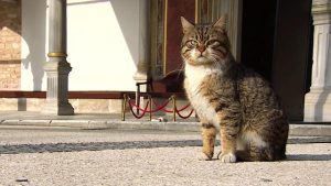 Topkapı Sarayı’nın ‘kedi kapısı’ ‘Mülayim’e emanet
