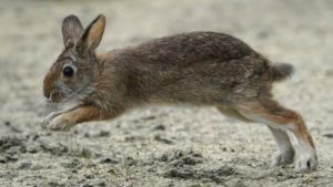 Arizonalı adam 183 hayvanı canlı canlı dondurdu