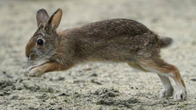 Arizonalı adam 183 hayvanı canlı canlı dondurdu