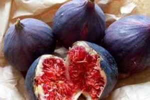 Prof. Dr. Senih Yazgan: Bursa siyah inciri, Ur-Ge projesiyle dünyaya tanıtılacak