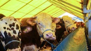 Kurbanlık fiyatları ne kadar? 2022 Kurbanlık fiyatları…