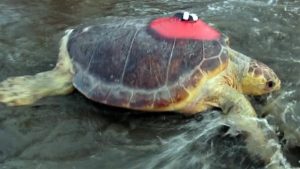 Caretta caretta “Lara” bir ayda 500 kilometre yol gitti