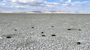 Kuruyan Akşehir Gölü’nde çok sayıda ölü yaban ördeği bulundu