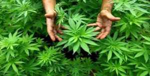 Esrar, kenevir…Bu bitkilerin sağlık ve iklim değişikliğine olan bilinmeyen faydaları neler?